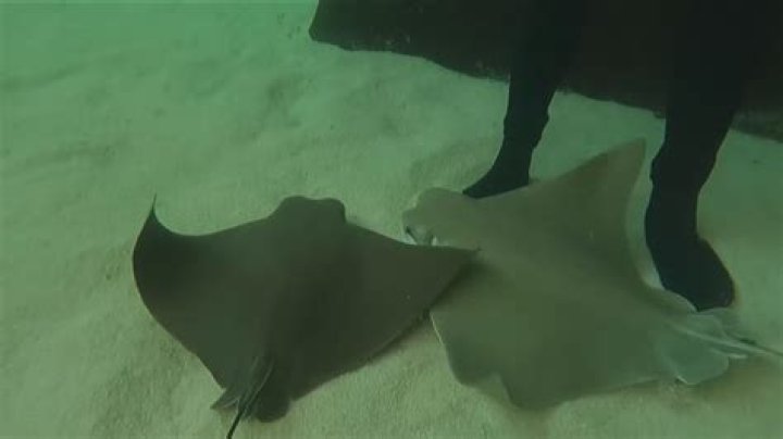 Stingrays Attack: Understanding the Risks and How to Stay Safe